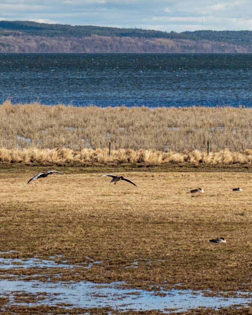 Grågäss flyger över våtmark vid Kungsbro naturreservat med Roxen i bakgrunden, Linköping.