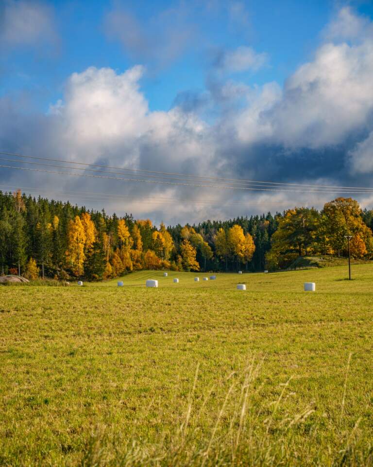 Höstligt jordbrukslandskap nära Tångestad fornborg i Östergötland med vitplastade ensilabebalar på grön äng och skog i höstfärger