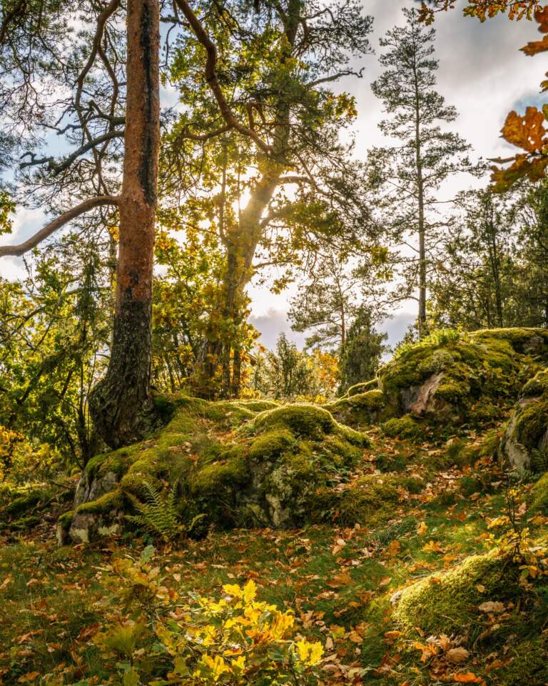 Höstlig mossbevuxen skogsmark vid Tångestads fornborg i Östergötland med solljus som silar genom tallar och ekar i höstfärger
