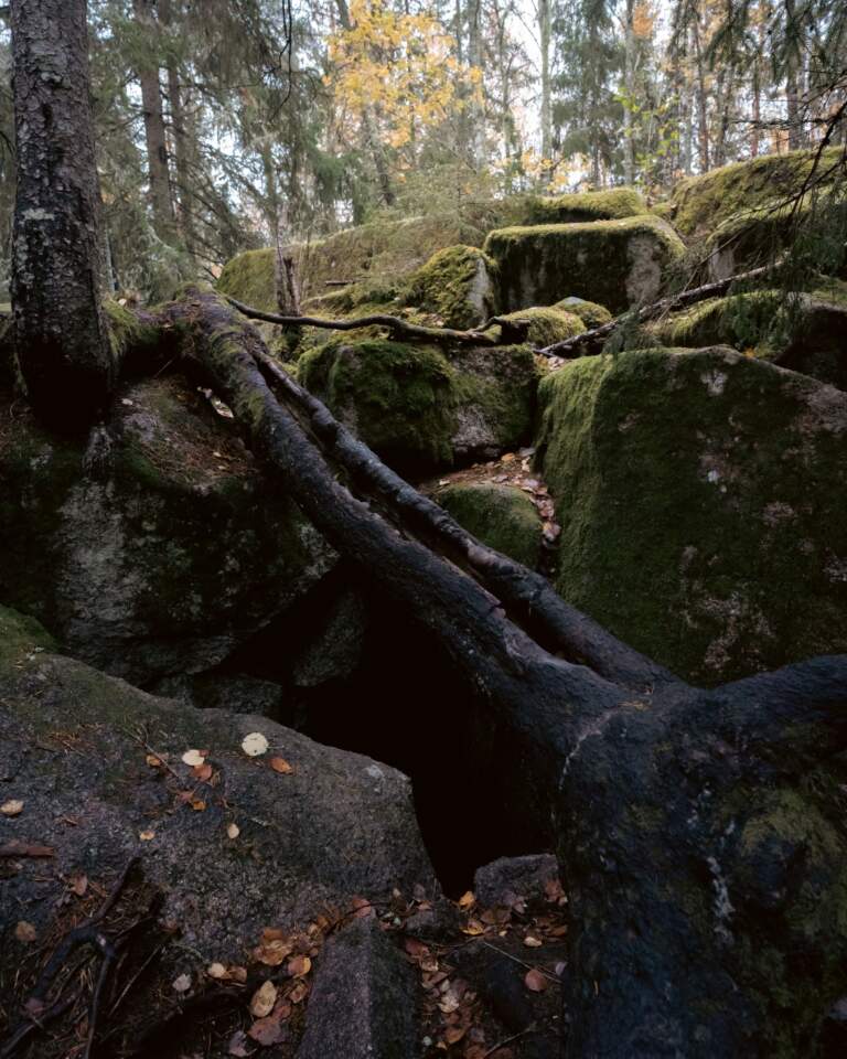 Mossbeklädda stenblock med klippskreva i Trollegaters naturreservat, omgivna av barrskog med höstlöv på marken