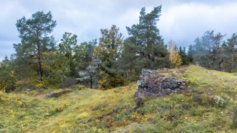 Ruinen av Henriksborgen, en 1400-talsborg på en gräsklädd höjd omgiven av tallar och höstfärgade lövträd i Östergötland