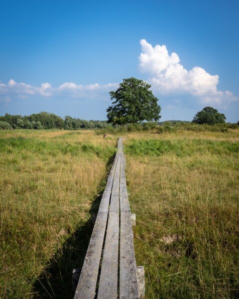 Spång över sankäng vid Munkeboda borgruin på Slottsholmarna, med ett ensamt lövträd och blå himmel i Östergötland
