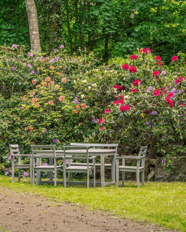 Grå trädgårdsmöbler framför blommande rhododendronbuskar i rosa, rött, lila och orange i Rhododendrondalen i Klockrike