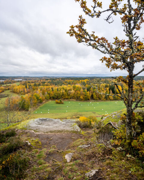 Höstvy från Klevbergets utsiktsplats i Kinda med en ek i förgrunden, gröna ängar med ensilagebalar och färgsprakande lövskog.