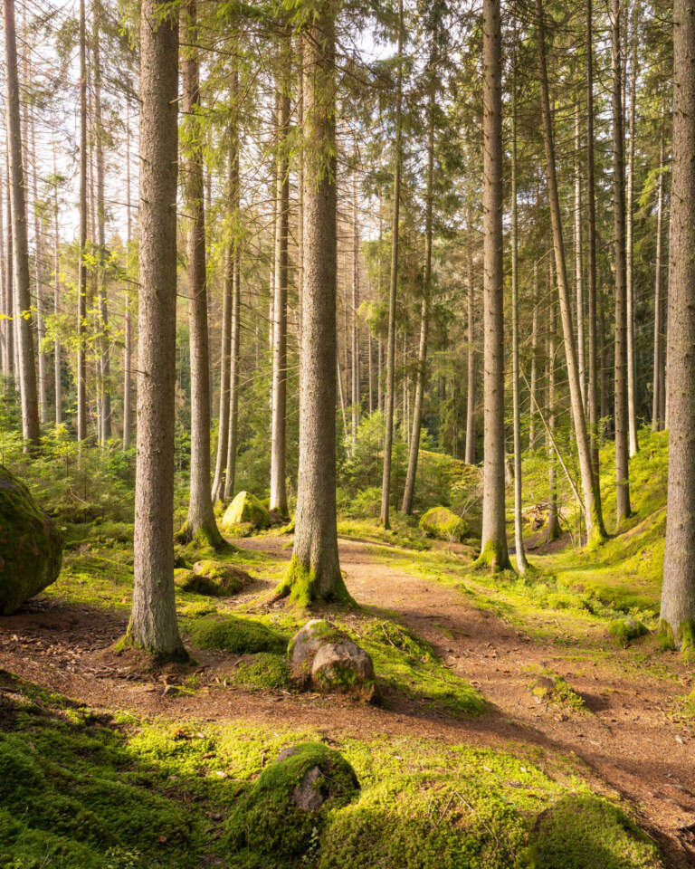 Solbelyst stig genom mossbeklädd granskog med stenar i Getåravinens naturreservat, Östergötland