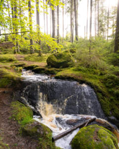 Porlande bäck med litet vattenfall över mossklädda stenar i Getåravinens naturreservat, omgiven av grön skog i solljus.
