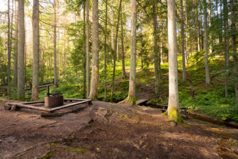 Grillplats med eldring i Getåravinens naturreservat, omgiven av höga barrträd och frodig grönska i solljus
