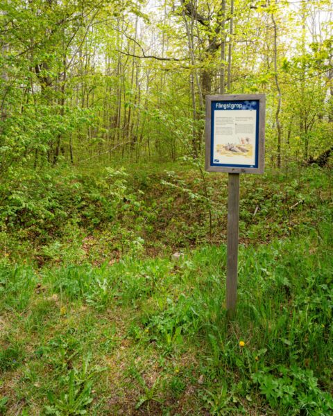 Informationsskylt om en fångstgrop i lövskogen i naturreservatet Sjöbo-Knäppan, omgiven av frodig grönska på våren.