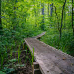 Spång genom frodig lövskog i naturreservatet Sjöbo-Knäppan, Motala, med tätt grönt bladverk och högt gräs på sommaren