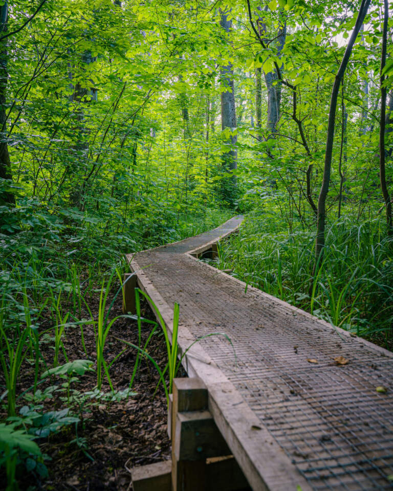 Spång genom frodig lövskog i naturreservatet Sjöbo-Knäppan, Motala, med tätt grönt bladverk och högt gräs på sommaren