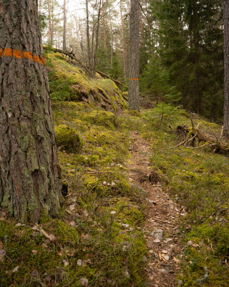 Smal skogsstig genom mossbeklädd mark i Hinnerstorp naturreservat med orangemarkerade träd och gamla tallar och granar.