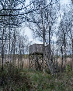 Fågeltornet i Odensbergsviken vid Västanvik, ett trätorn på höga pålar med trappa, omgivet av lövträd utan löv i vårlandskap.