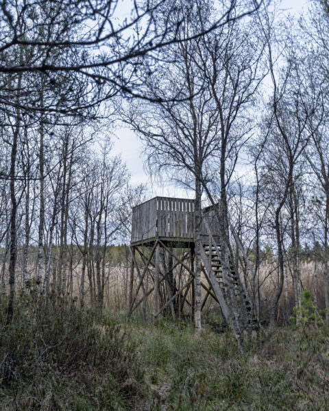 Fågeltornet i Odensbergsviken vid Västanvik, ett trätorn på höga pålar med trappa, omgivet av lövträd utan löv i vårlandskap.