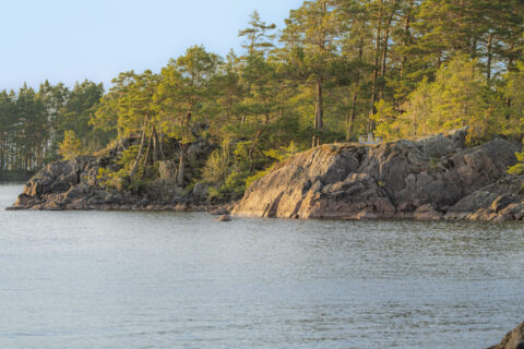 Klippig strandlinje med tallar vid Västanvik, Vättern, längs Östgötaleden i Motala kommun