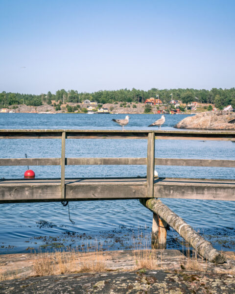 Måsar på en träbrygga i Arkösund med skärgårdsvy över klippor, stugor och tallskog i bakgrunden en solig dag.