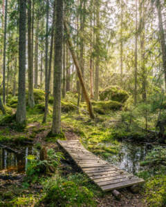 Träspång över en bäck i mossbeklädd granskog vid Skams gator, Seloberg längs Östgötaleden i Ydre kommun, Östergötland