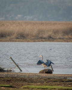 Gråhäger breder ut vingarna vid strandkanten i Svensksundsvikens naturreservat, med vassbälte och grunt vatten i bakgrunden.