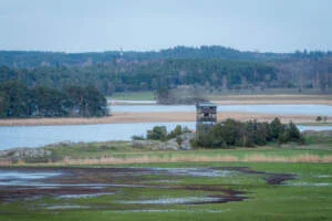Fågeltorn vid Svensksundsviken naturreservat omgivet av våtmarker, vassbälten och gröna strandängar med skog i bakgrunden.