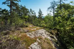 Rundslingorna i Kvillingeförkastningens naturreservat