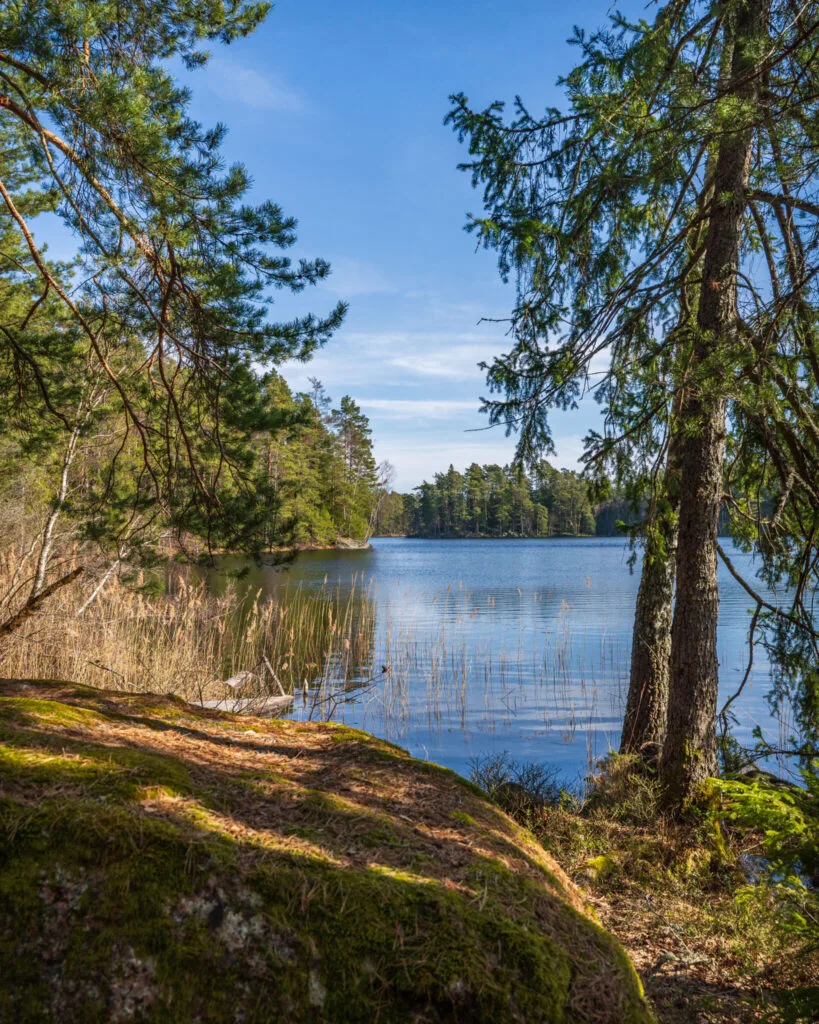 Stilla vy över Övre Glottern genom tallar och granar, med mossklädd klippa i förgrunden och vass vid strandkanten en solig vårdag.