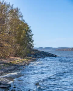 Klippig strandlinje vid Djuröns naturreservat med vågor som slår mot stranden, björkar i tidig vårgrönska och utsikt över Bråviken.