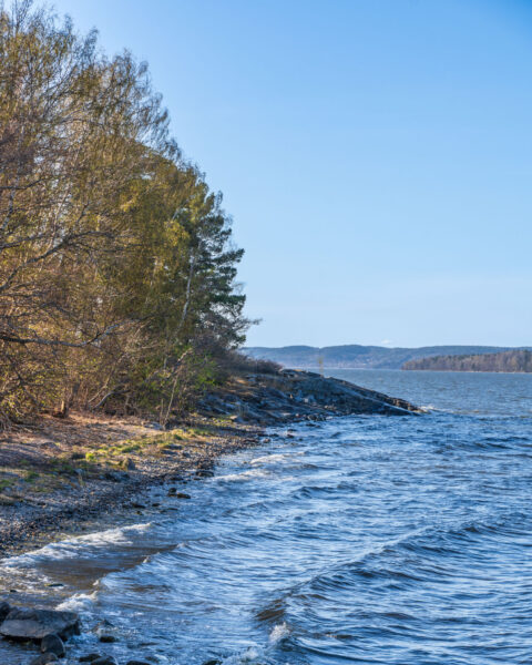 Klippig strandlinje vid Djuröns naturreservat med vågor som slår mot stranden, björkar i tidig vårgrönska och utsikt över Bråviken.