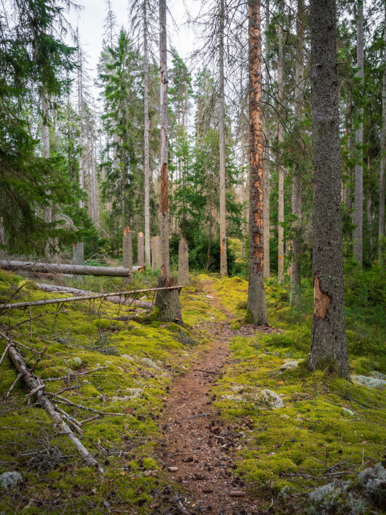 Smal skogstig genom Stora Hjälmmossen naturreservat med mossbetäckt mark, fallna träd och gamla granar och tallar.