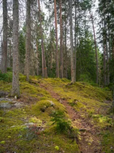 Stig genom mossbevuxen barrskog med gamla tallar och granar i Stora Hjälmmossen naturreservat i Östergötland.