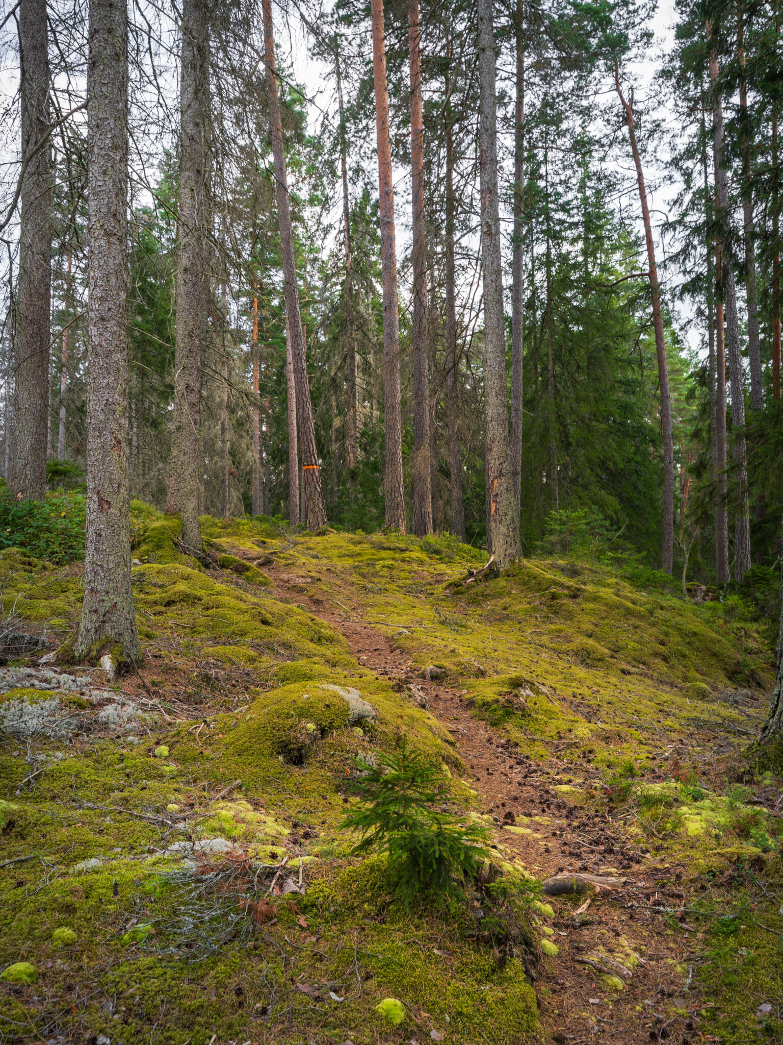 Stig genom mossbevuxen barrskog med gamla tallar och granar i Stora Hjälmmossen naturreservat i Östergötland.