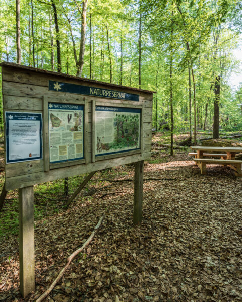 Informationstavla vid entrén till Regnaholms naturreservat med skyltar om den rika lövskogen, omgiven av grön bokskog och en bänk i bakgrunden.