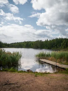 Liten träbrygga vid sjön Strussjön omgiven av vass och tallskog i Strussjöskogen naturreservat, Finspång.