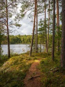 Smal skogstig genom tallskog med mossiga hällar vid Strussjön i Finspångs kommun, Östergötland.