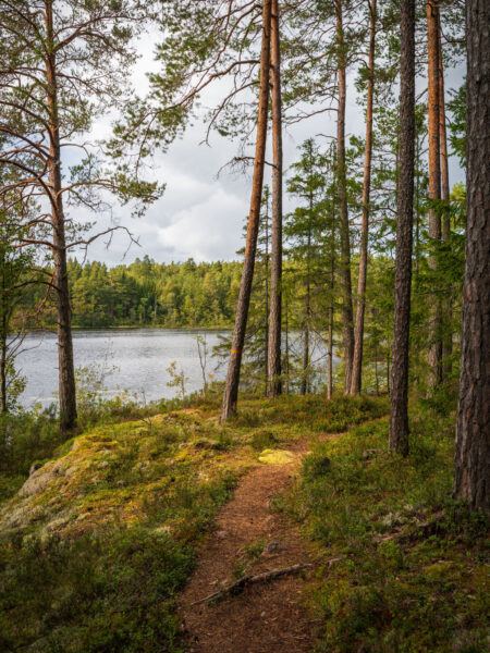 Smal skogstig genom tallskog med mossiga hällar vid Strussjön i Finspångs kommun, Östergötland.