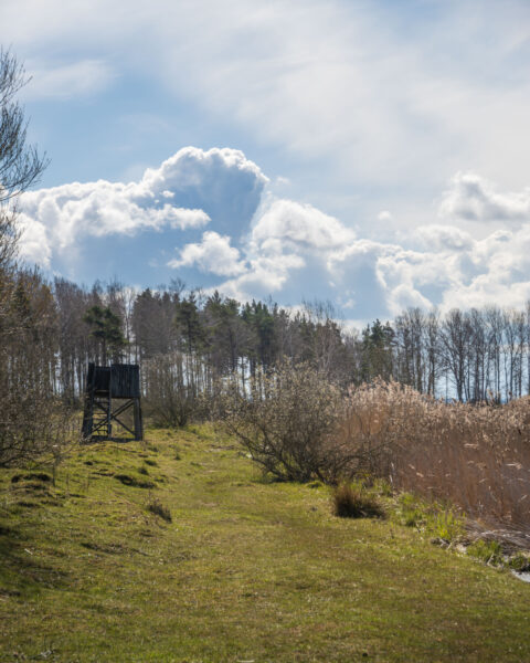 Fågeltorn vid Svälinge nära Tåkern omgivet av grönska, vass och blandskog under dramatisk molnhimmel en vårdag i Östergötland