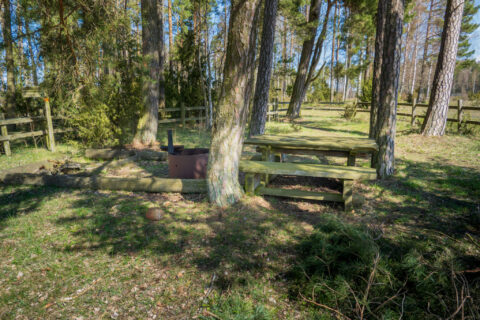 Grillplats med eldring och sittbänk under tallar vid Svälinge, nära Tåkern i Östergötland, omgiven av grönskande skog