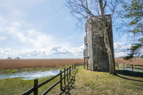 Svälinge fågeltorn, ett högt trevånings utsiktstorn i trä vid Tåkerns vassbevuxna strand, omgivet av grönt gräs och trästaket.