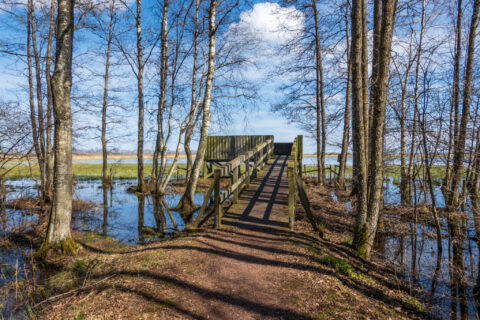 Träspång leder till Väversunda fågeltorn vid Tåkern, omgivet av översvämad björkskog en tidig vårdag under blå himmel
