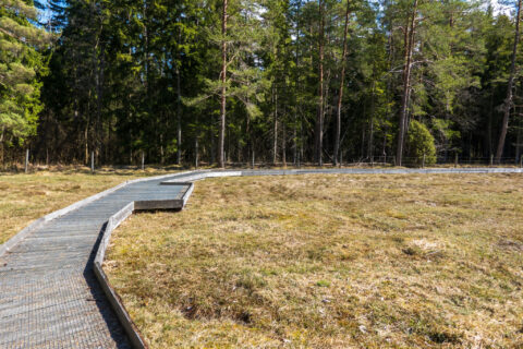 Spång som slingrar sig runt Luktsporrekärret i Ombergslidens naturreservat, omgivet av mossmark och barrskog på Omberg.