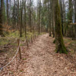 Stig genom gammal bokskog på Omberg med höstlöv på marken och rep-räcke längs sidan, Bokskogsstigen i Ödeshög.