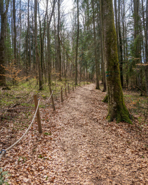Stig genom gammal bokskog på Omberg med höstlöv på marken och rep-räcke längs sidan, Bokskogsstigen i Ödeshög.