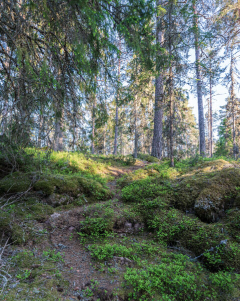 Smal skogsstig genom mossbeklädd granskog i Getmans rike naturreservat, med blåbärsris och solbelysta tallar i bakgrunden.