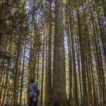 Person beundrar ett mäktigt granträd i den artrika skogen på Omberg i Östergötland.