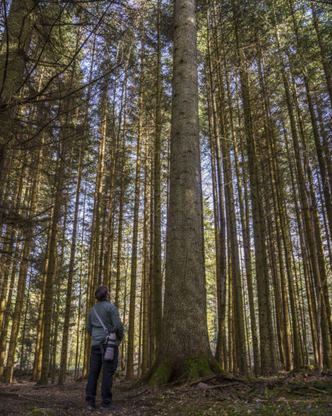 Person beundrar ett mäktigt granträd i den artrika skogen på Omberg i Östergötland.