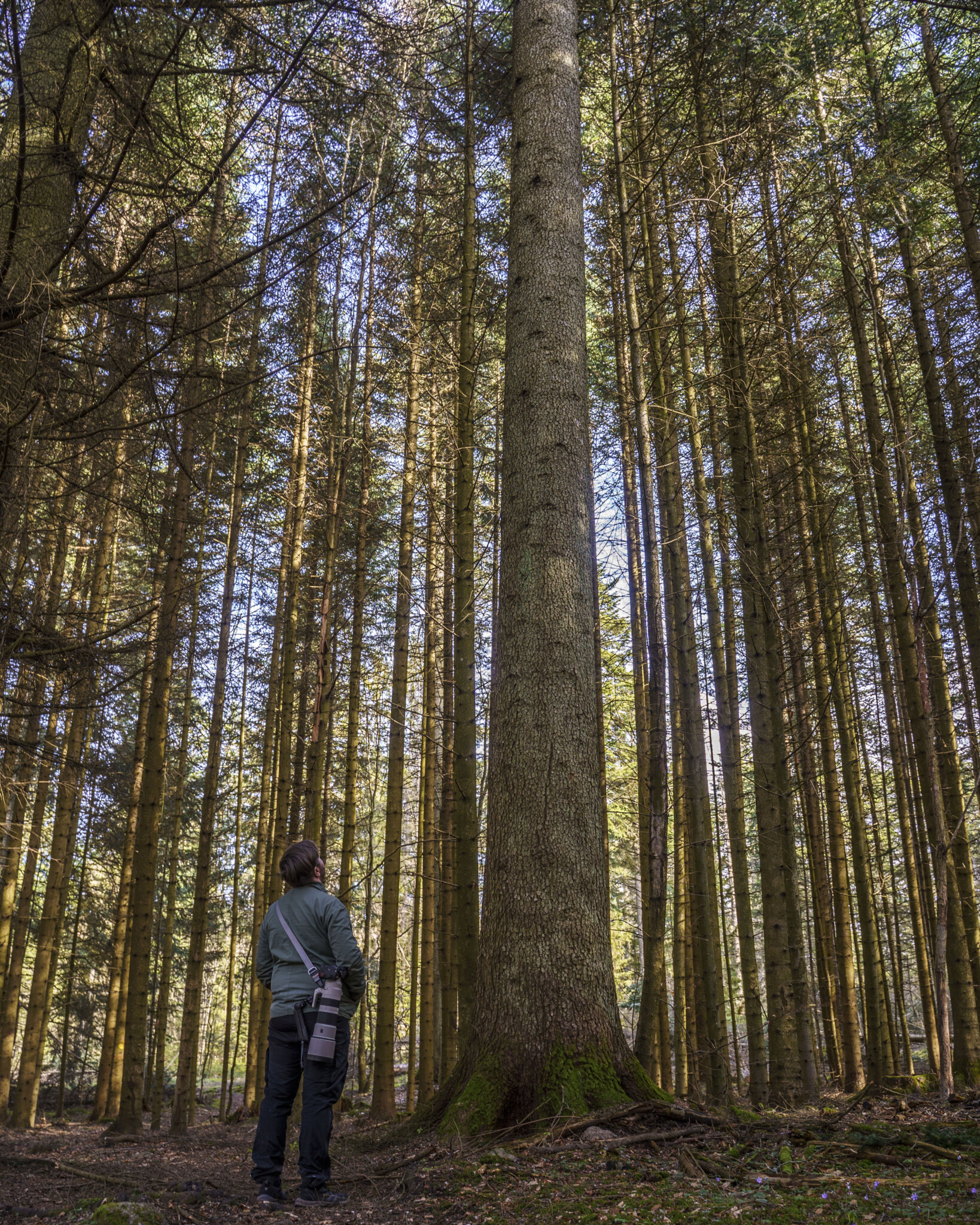 Person beundrar ett mäktigt granträd i den artrika skogen på Omberg i Östergötland.