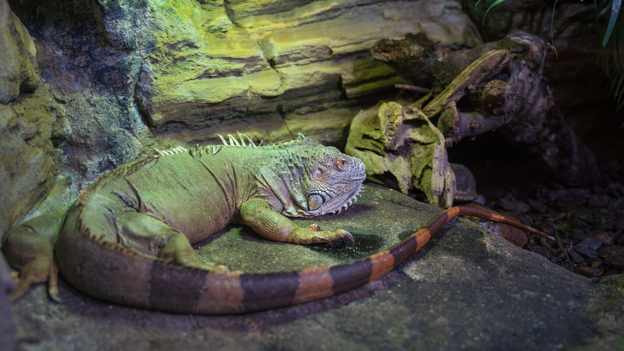 Grön leguan vilar på en sten i sitt terrarium på Tropicarium Kolmården, med randig svans och klippig bakgrund