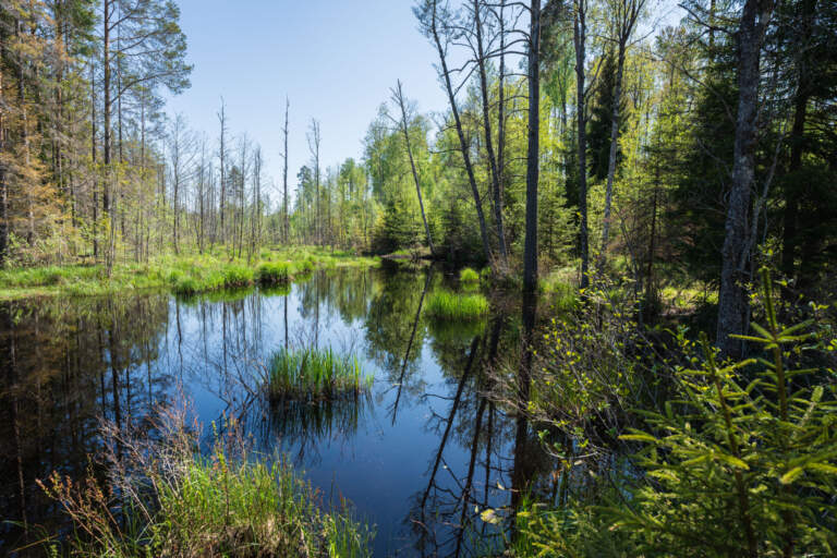 Stilla skogstjärn med spegelblanka reflexioner i Magnehult naturreservat, omgiven av grön vårvärld med björkar och granar, Finspång