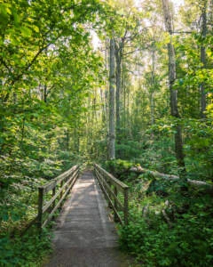 Träspång med räcken leder genom frodig lövskog i Kärna mosse naturreservat utanför Linköping, Östergötland