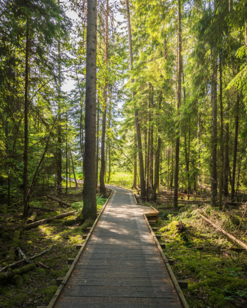 Spång genom grön barrskog i Kärna mosse naturreservat, Östergötland, med solljus som silar genom träden