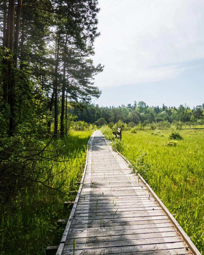 Träspång genom grönskande våtmark i Kärna mosse naturreservat, omgiven av högt gräs och tallskog en solig sommardag.