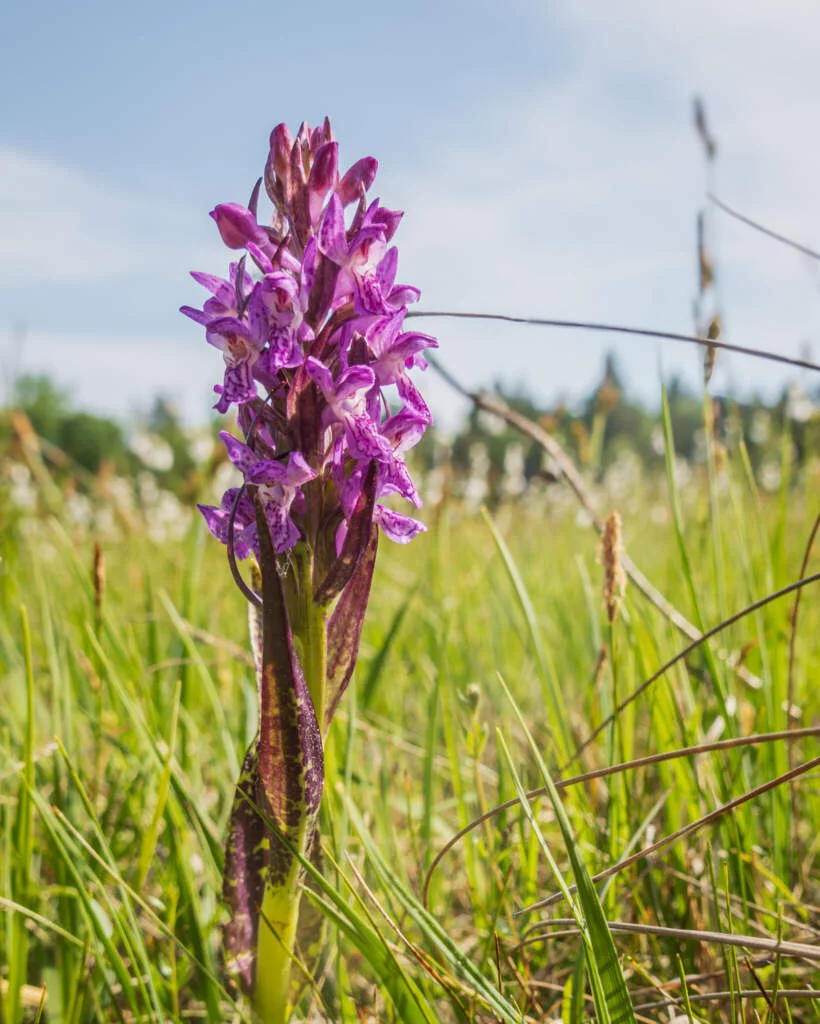 Vild orkidé i blom på Kärna mosse i Östergötland, omgiven av grönt gräs på den artrika våtmarken en solig sommardag